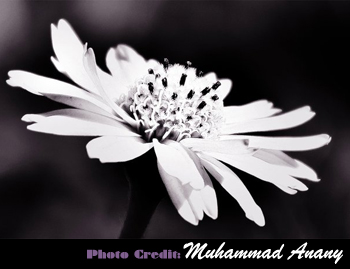 Flowering Heart
